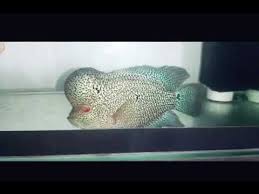 Hallo para penghobi louhan, kali ini saya akan mengajak kalian mengenal beberapa jenis louhan yang saya miliki, di video kali ini saya menampilkan isi dalam. Louhan Cencu Fm Super Ds Youtube Fish Pet Super