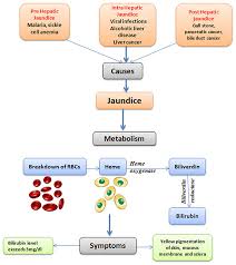 Maximal bsa coverage, one device fits all Frontiers Ethnopharmacological Approaches For Therapy Of Jaundice Part I Pharmacology