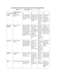 Scientific Drawings Parts Of Plant And Animals Cells Plant And Animal Cells Scientific Drawing Animal Cell