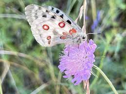 Image result for Parnassius apollo