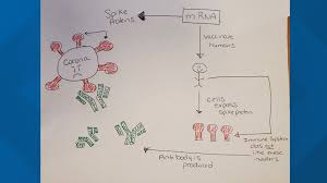 In the us, a green light to. A Simple Breakdown Of Mrna Vaccine Technology And Spike Protein Wtsp Com