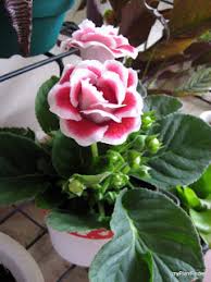 We did not find results for: Bibit Bunga Gloxinia Yang Cantik Sekali Toko Tanaman