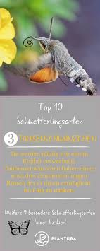 Schmetterlinge Die Schonsten Heimischen Arten Mit Bildern Schmetterlingsarten Taubenschwanzchen Schmetterling