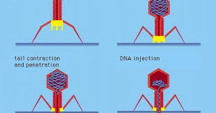 Bacteriophage Definition Life Cycle Research Science Drawing Medical Illustration Microbiology Study