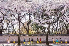 Drama yang tayang pada oktober 2019 ini berhasil mencetak rating tertinggi hingga 17,7 % di drama korea terbaik 2019 lainnya yang meraih rating tinggi dan wajib ditonton adalah when camellia blooms. Berencana Liburan Ke Korea Selatan Saat Musim Semi Ketahui Dulu 5 Hal Ini Beauty Journal