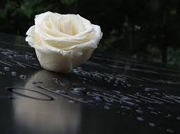 People may wear white or black, with the color red frowned upon in the time of mourning, as it is. Rose White Flowers Mourning Decoration Summer Memorial Grave Drop Of Water Romantic Background Pikist