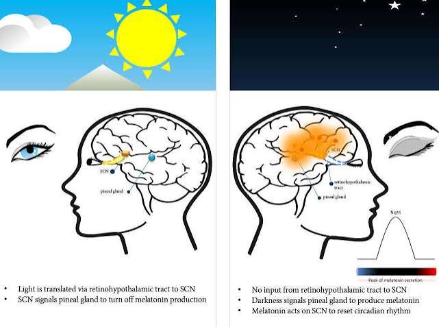 Pathophysiology of Insomnia | Neurobiology, Management