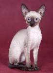 Cornish Rex Cat Breed Profile | Petfinder