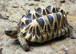 Image result for Urochloa platynota