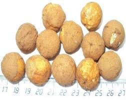 Image result for Coula edulis