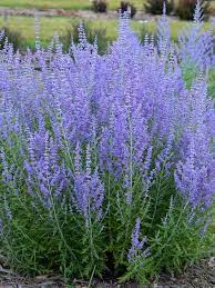Its main shortcoming is that it's. Perovskia Blue Jean Baby Bluestone Perennials