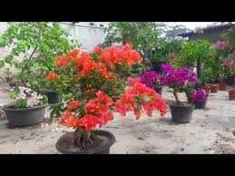 Pin Di Bunga Kertas Bougvilla