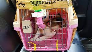 This service is the usual option that businesses use, particularly for delivering high volumes of products to various parts of the country. Pet Transport Via Furexpress Domestically In The Philippines Ridvan Baluyos