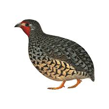 Image result for Aneulophus congoensis