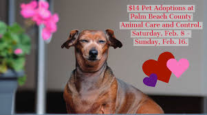 As veterinarians, we have provided palm beach county veterinary specialty and emergency services for years, making us the veterinary specialists of choice for pet owners in palm beach county, martin county, and. Palm Beach County On Twitter Adoptable Pets Are Looking For Love This Valentine S Day Take Advantage Of Adoption Specials Through February 16 At Palm Beach County Animal Care And Control Https T Co Rr3z9cmxgi To
