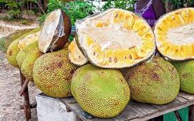 Areas near the river beds are ideally suitable for its cultivation. Karnataka Farmer To Earn Rs 10 Lakh From Jackfruit Tree His Father Planted 35 Years Ago Fyi News