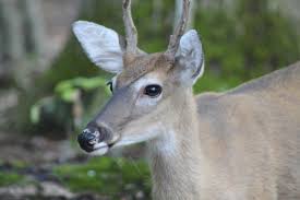 Stay tuned for more videos! 6 Deer Species That Are Kept As Pets Pethelpful By Fellow Animal Lovers And Experts