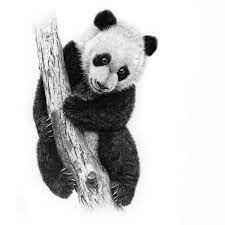 Just follow along to pick up important art skills as well as making cool panda art on. Artist Makes Hyper Realistic Drawings To The Point Where We See The Pores Of The Skin Panda Bear Art Realistic Drawings Realistic Animal Drawings