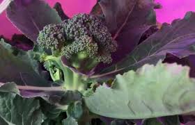 Plus, growing from seed is less expensive, offers more variety, and has a higher success rate. Can I Grow Broccoli Indoors Gardening Channel