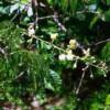 Image result for Acacia schweinfurthii