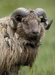 Domestic Ram Skull Ovis Aries Wok 3388 Animals Animals Beautiful Animals Wild