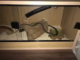 On gotta love carpet pythons, l pay a visit to elune, a albino darwin carpet python and her carer rayne comes and pays a visit. Darwin Carpet Python Snake For Sale Andover Hampshire Pets4homes