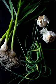 A Garlic Festival Without A Single Clove Published 2008 Garlic Festival Green Garlic Scape Recipe