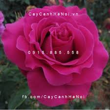 Kết quả hình ảnh cho hình ảnh hoa hồng