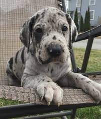 Great dane puppies indiana rescue. View Ad Great Dane Puppy For Sale Near Indiana Fort Wayne Usa Adn 10811