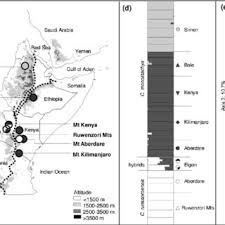 Image result for Carex runssoroensis