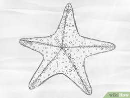 Check spelling or type a new query. How To Draw A Starfish 6 Steps With Pictures Wikihow
