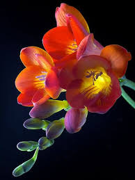 Beautiful Freesias Freesia Flowers Beautiful Flowers Amazing Flowers