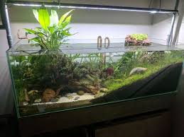 Reddit Aquariums Best Corner In My Home Aquarium Turtle Aquarium Tropical Fish Aquarium