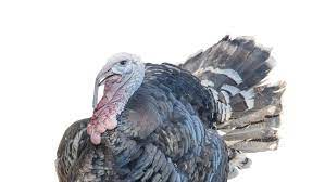 Richtig hingegen ist, dass diese tiere aus verschiedenen westeuropäischen landhuhnrassen hervorgegangen sind, wobei sich die konkreten urahnen heute nicht mehr feststellen lassen. Tiere Thanksgiving Day Wissenswertes Uber Den Truthahn Sudwest Presse Online