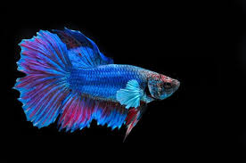 The four rules that you can use to determine whether a fish is compatible are. Instructions To Take Care Of Your Vulnerably Delicate Betta Fish Pet Ponder