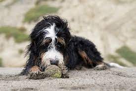 In 2016 we discovered that the bernedoodles are very popular puppies if you're interested in a bernedoodle puppy we'd love to get to know you and find the perfect puppy for you. Top 4 Bernedoodle Breeders In Illinois The Dogs Journal