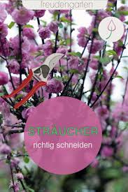 Der Richtige Zeitpunkt Zum Schneiden Von Strauchern Pflanzen Garten Pflanzen Und Straucher Garten