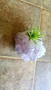 Crystal Rock Air Plant Perfect Room Or Office Decor Plant Design Air Plants Plants