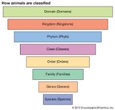 He classified organisms based on cell structure, mode and source of nutrition and body design. What Is Kingdom Animalia Simple Guide To The Animal Kingdom