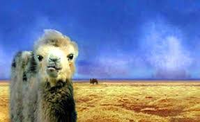 News & interviews for the story of the weeping camel. Film Club The Story Of The Weeping Camel Mongolia Cedar Mill Bethany Community Libraries