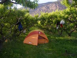 Le Fruit Picking Dans L Ouest Canadien Toutes Les Infos Pratiques Decouverte Monde Blog Voyage Autour Du Monde