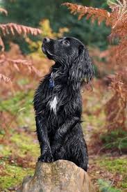 Black And Brown Working Cocker Spaniel Damp Spaniel Cocker Spaniel Dog Dog Photography Working Cocker