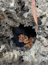 Image result for Savannosiphon euryphyllus