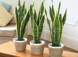We did not find results for: Plantas De Interior Para Decorar La Casa O La Oficina Tendenzias Com