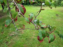 Black rot, crown rot, bitter rot and white rot all damage the. 6 Causes Of Fruit Trees Diseases Outdoortheme Com