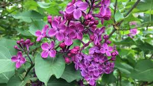 The following plants are able to grow in at least part shade, and some can handle full shade. Lilacs Need Regular Pruning To Control Size More Compact Versions Are Available Chicago Tribune