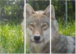 Poster Gray wolf (Canis lupus) eats a watermelon