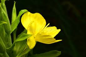 Image result for Onagraceae