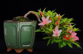 Azalea plant care, azalea plant potting mix, rose fertilizer, organic fertilizer. Pin By Bifrost Polliana J Verdan On Tiny Trees Bonsai Azalea Bonsai Bonsai Tree