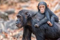 Resultado de imagen de el reino de los animales